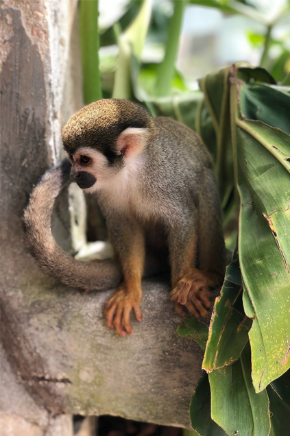 Monkey Land - www.globaldominicantravel.com